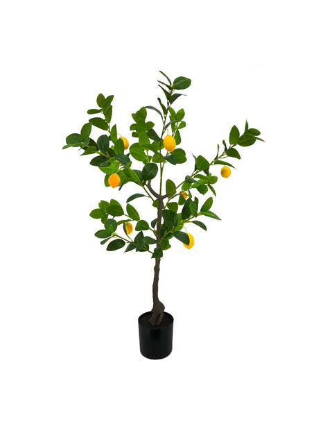 Pollyanna Lemon Tree - 120cm