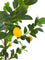 Pollyanna Lemon Tree - 120cm