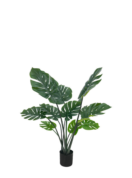 Pollyanna Monstern Leaf Plant - 120cm