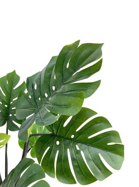 Pollyanna Monstern Leaf Plant - 120cm