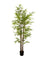 Pollyanna Bamboo Plant - 180cm