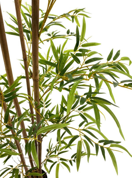 Pollyanna Bamboo Plant - 180cm