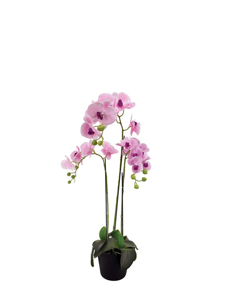 Pollyanna 3 Stalk Phalenopsis Orchid (Light Pink)