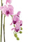 Pollyanna 3 Stalk Phalenopsis Orchid (Light Pink)