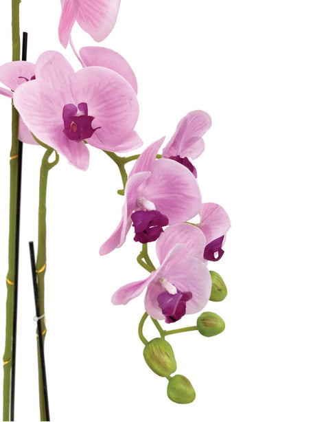 Pollyanna 3 Stalk Phalenopsis Orchid (Light Pink)