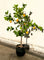 Pollyanna Lemon Tree - 120cm